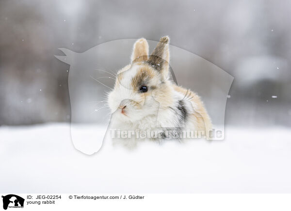 young rabbit / JEG-02254