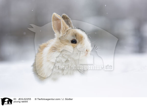 junges Kaninchen / young rabbit / JEG-02255