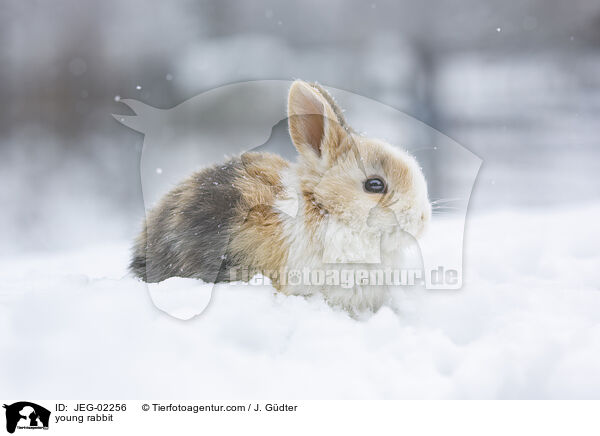 junges Kaninchen / young rabbit / JEG-02256