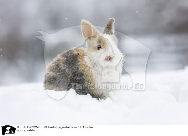 junges Kaninchen / young rabbit / JEG-02257