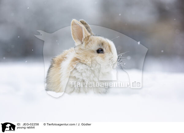young rabbit / JEG-02258