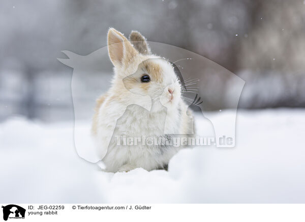 junges Kaninchen / young rabbit / JEG-02259