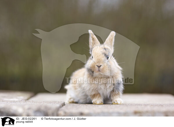 young rabbit / JEG-02261