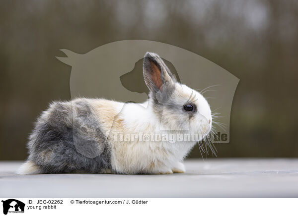 young rabbit / JEG-02262