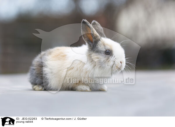 junges Kaninchen / young rabbit / JEG-02263