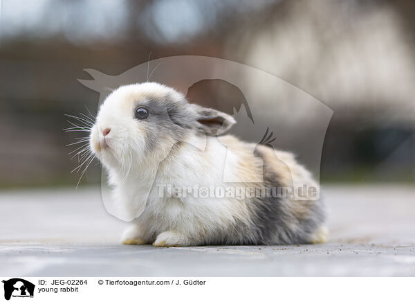 young rabbit / JEG-02264