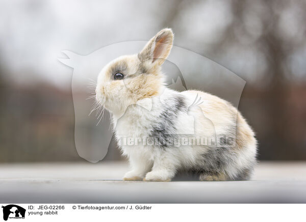 young rabbit / JEG-02266