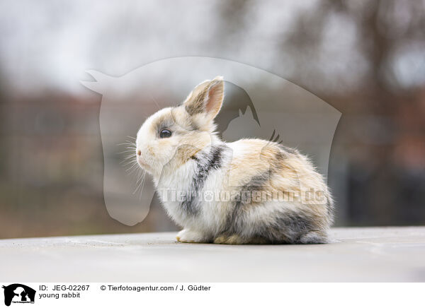 junges Kaninchen / young rabbit / JEG-02267