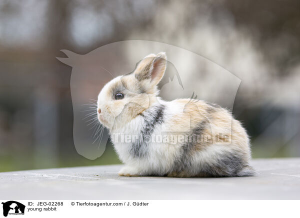 young rabbit / JEG-02268