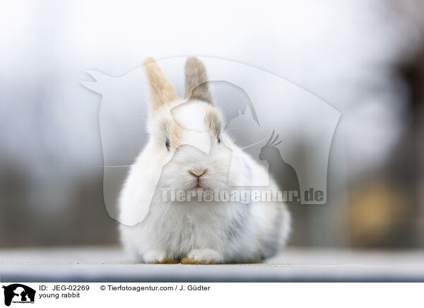 young rabbit / JEG-02269