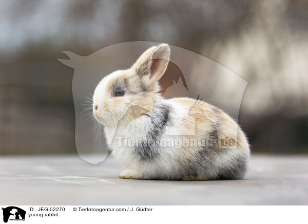 junges Kaninchen / young rabbit / JEG-02270