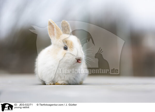 junges Kaninchen / young rabbit / JEG-02271