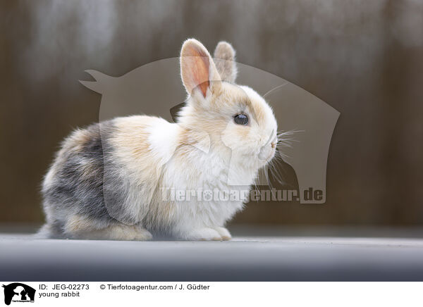 young rabbit / JEG-02273