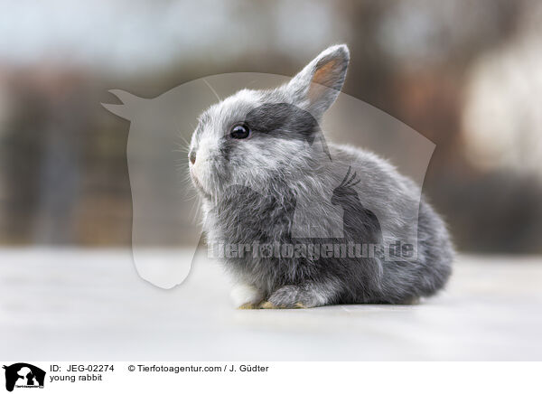 junges Kaninchen / young rabbit / JEG-02274