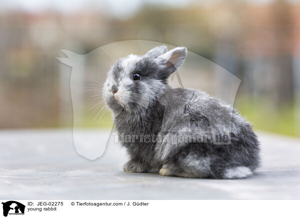 young rabbit / JEG-02275