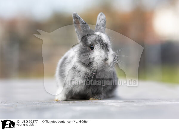 young rabbit / JEG-02277