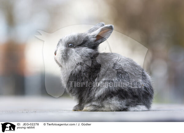 young rabbit / JEG-02278