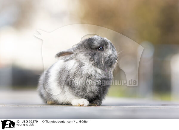 junges Kaninchen / young rabbit / JEG-02279