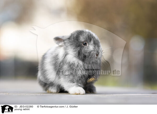 junges Kaninchen / young rabbit / JEG-02280