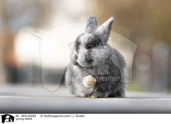 junges Kaninchen / young rabbit / JEG-02282