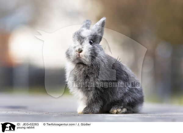 junges Kaninchen / young rabbit / JEG-02283