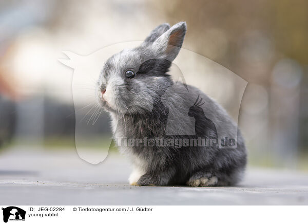 young rabbit / JEG-02284