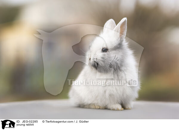 young rabbit / JEG-02285