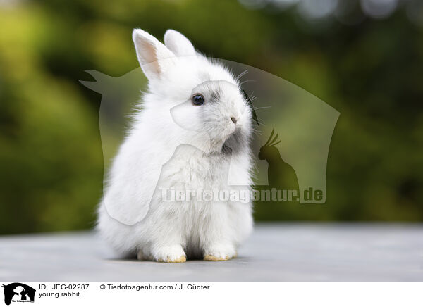 young rabbit / JEG-02287