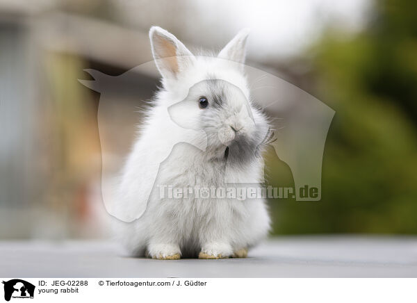 junges Kaninchen / young rabbit / JEG-02288