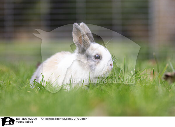 young rabbit / JEG-02290