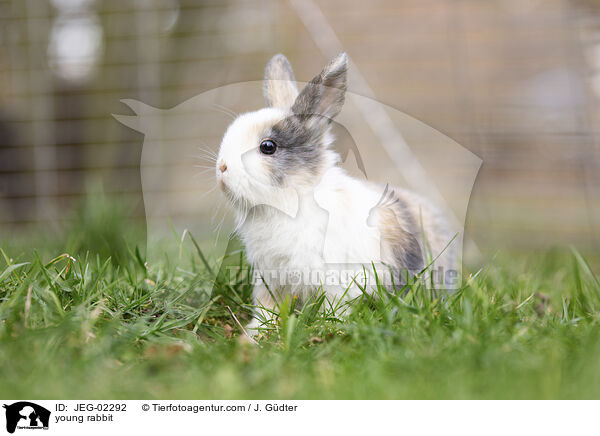 young rabbit / JEG-02292