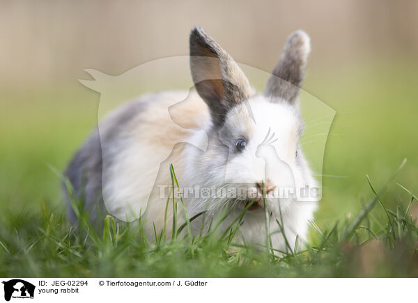 junges Kaninchen / young rabbit / JEG-02294