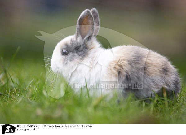 young rabbit / JEG-02295