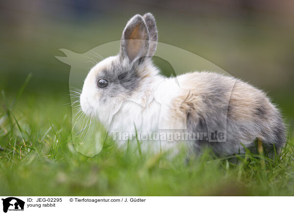 junges Kaninchen / young rabbit / JEG-02295