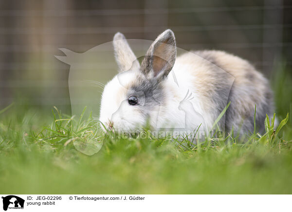 young rabbit / JEG-02296