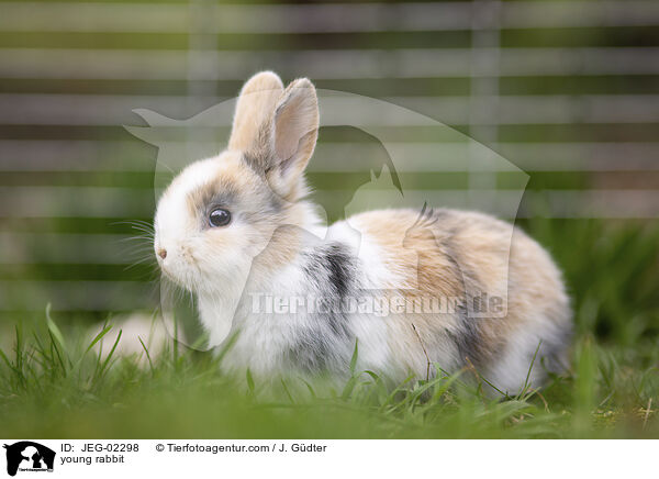 junges Kaninchen / young rabbit / JEG-02298