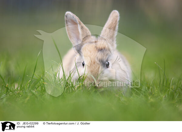 young rabbit / JEG-02299