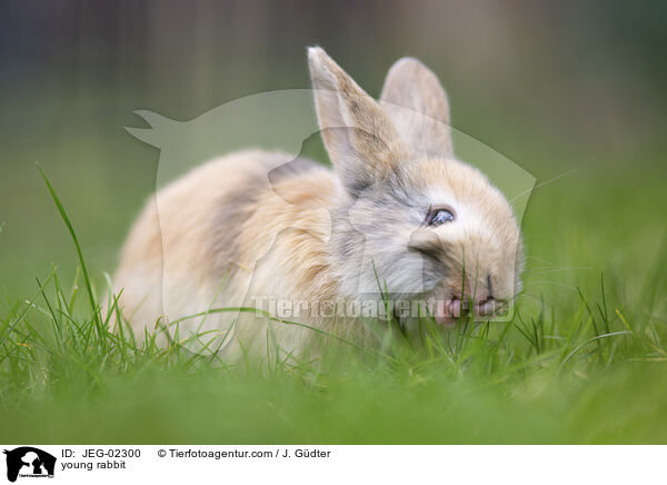 junges Kaninchen / young rabbit / JEG-02300