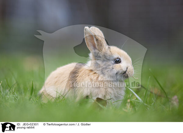 young rabbit / JEG-02301