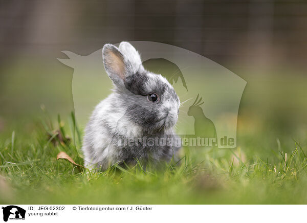 young rabbit / JEG-02302