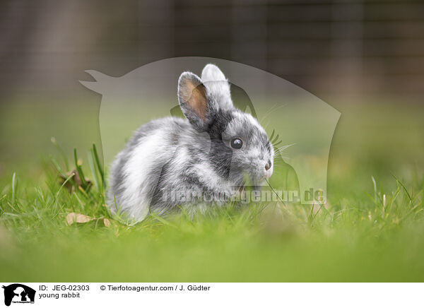 young rabbit / JEG-02303