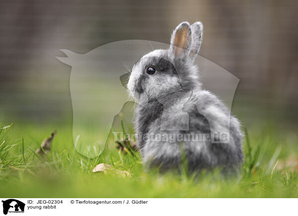 young rabbit / JEG-02304