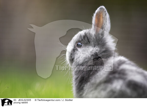 junges Kaninchen / young rabbit / JEG-02305