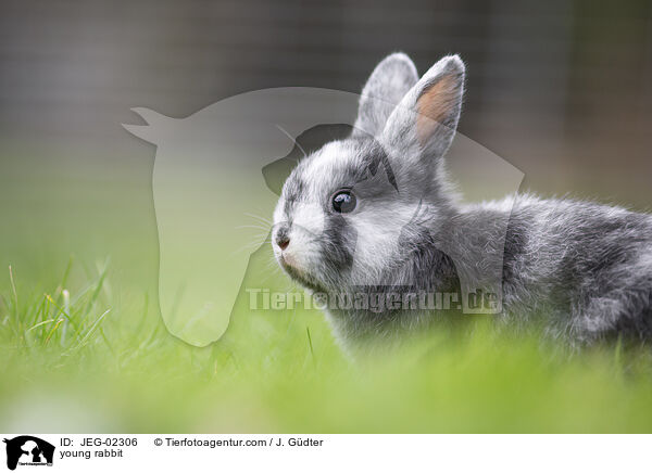 junges Kaninchen / young rabbit / JEG-02306