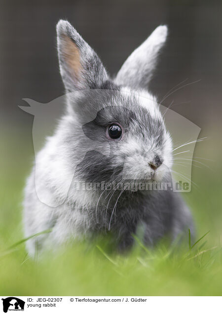 young rabbit / JEG-02307
