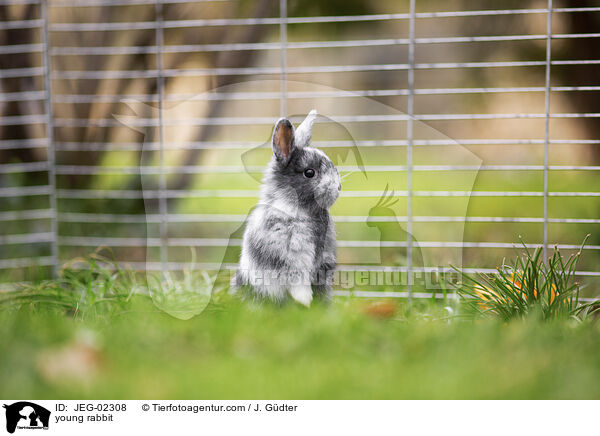 junges Kaninchen / young rabbit / JEG-02308