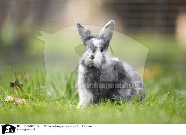 junges Kaninchen / young rabbit / JEG-02309