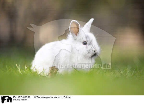 young rabbit / JEG-02310