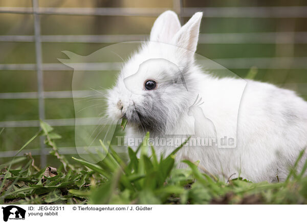 young rabbit / JEG-02311