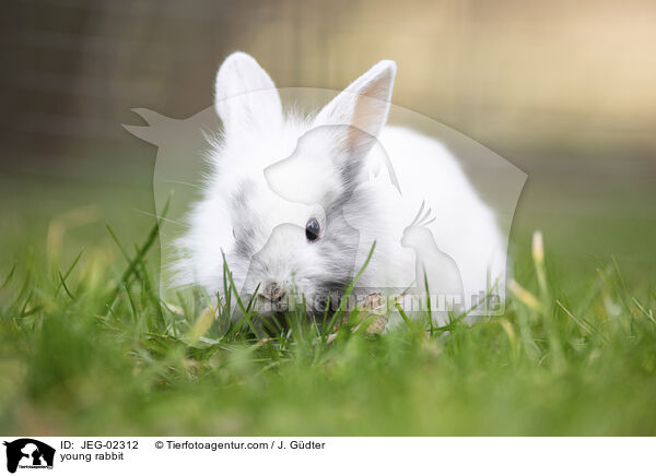 junges Kaninchen / young rabbit / JEG-02312